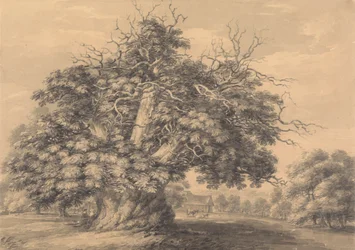 Le châtaignier à Little Wymondley, Hertfordshire