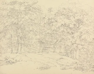 Arbres dans le parc d