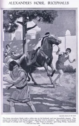 Le cheval d