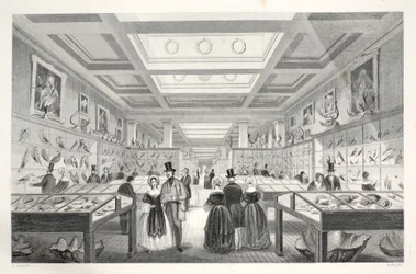Musée britannique, galerie zoologique, de 