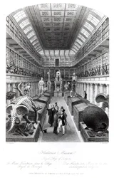 Le musée Hunterian, illustration de 