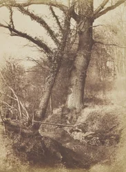 Arbres, 1854-57