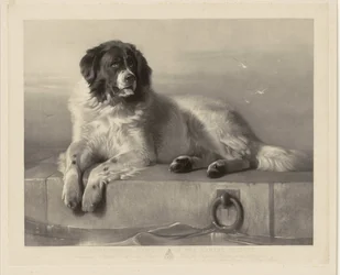 Portrait du chien de sauvetage Bob, couché sur une jetée