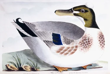 Le Drake, 1791-96