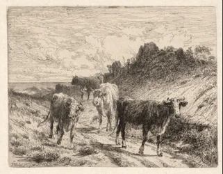 Vaches
