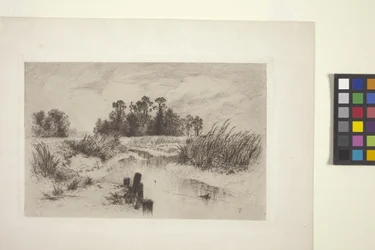Paysage marécageux avec ruisseau