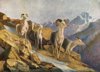 Moutons en éventail descendant au fourrage (lithographie couleur)