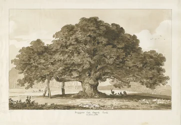 Blithfield - Chêne du mendiant : dessin sépia, 1837