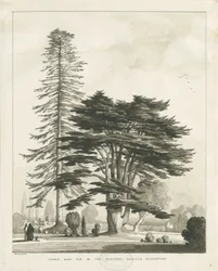 Presbytère de Haughton: dessin au lavis sépia