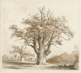 Teddesley Hall - Chênes : dessin au crayon et au lavis, nd [novembre 1842]