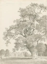 Tixall - Chêne : dessin à la plume et au lavis