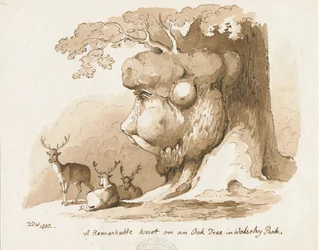 Parc de Wolseley - Nœud sur un chêne : dessin à la plume et à la sépia
