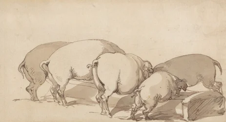 Des cochons à l