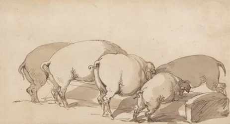 Cochons à une auge