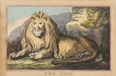 Lot de huit avec page de titre. « Animaux étrangers et domestiques ». 3. La lionne