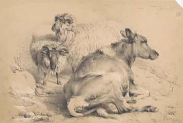 Une vache et deux béliers