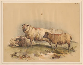Moutons, no 18