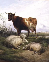Moutons et vache broutant