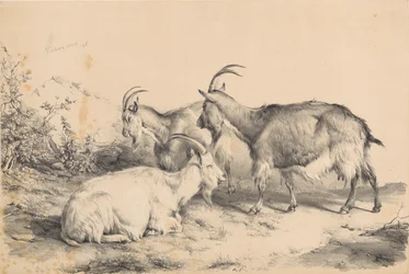 Trois chèvres