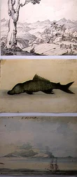 Trois illustrations de 