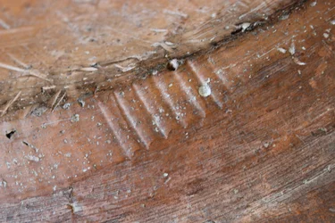 (détail)