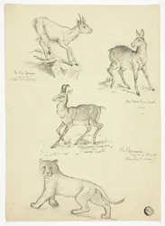 Chamois, musc, klipbok et lion