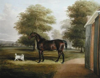 Un cheval bai avec un terrier