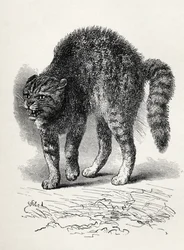 Chat terrifié par un chien, de 