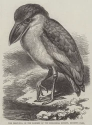 Le Boat-Bill, dans les jardins de la Société zoologique, Regent