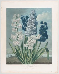 Jacinthes, du Temple de Flora, ou Jardin de la Nature, 1er juin 1801