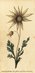Fleur de flanelle, Actinotus helianthi, 1800