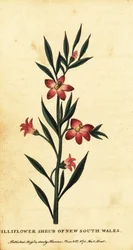 Arbuste de giroflée de Nouvelle-Galles du Sud
