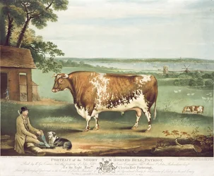 Un taureau à cornes courtes, Patriot, gravé par William Ward, Shrewsbury, 1810 (gravure en couleur)