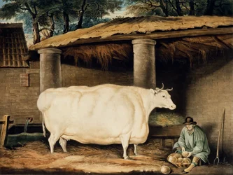 Une génisse à cornes courtes, gravée par William Ward, Dartington, 1811
