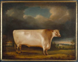 Comet, un taureau à courte corne clair rouan dans un paysage, 1811
