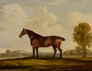 Georgiana : un cheval
