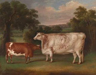 Bétail primé dans un paysage