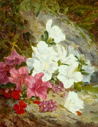 Azalées