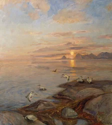 Oiseaux de mer au soleil de minuit