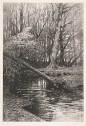 Paysage forestier avec un ruisseau
