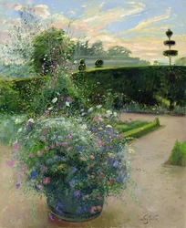 Marguerites blanches contre le treillis de pois de senteur