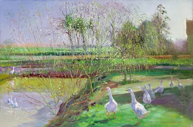 Saule et oies