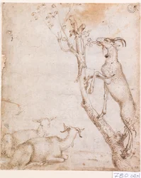 Chèvres au pâturage
