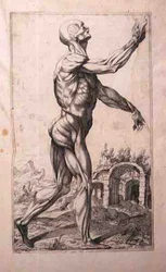 Étude anatomique, par Domenico Maria Bonavera