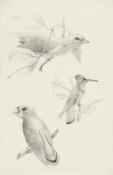 Trois Oiseaux