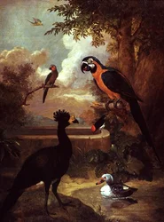 Oiseaux sauvages