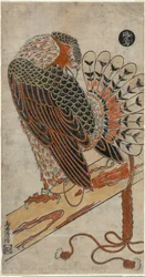 Épervier (Konori taka)