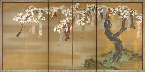 Cerisier en fleurs et érables d