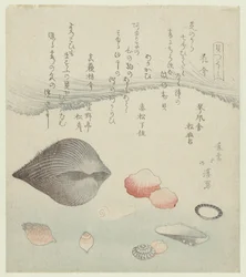 Coquille de fleur, coquille rouge et la coquille rouge pure (Une série de coquillages)