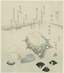 Coquille violette, palourdes d